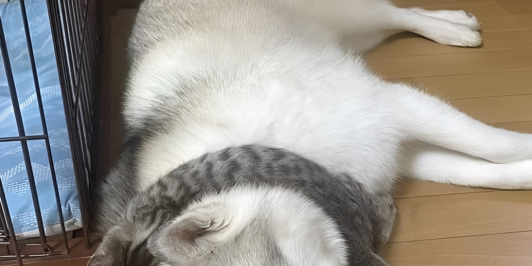 Мемы с котиками для отличного настроения: 15 смешных фото про кошачьи приключения с мебелью и без телефона