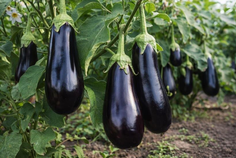 Почему баклажаны горчат, и как вырастить по-настоящему вкусные плоды
