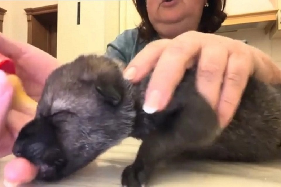    Малышей чуть не загрызла мать-волчица. Скриншот из видео Парка львов "Тайган" Вконтакте