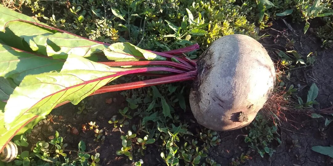 Приближаются лучшие дни по лунному календарю для посадки свеклы
