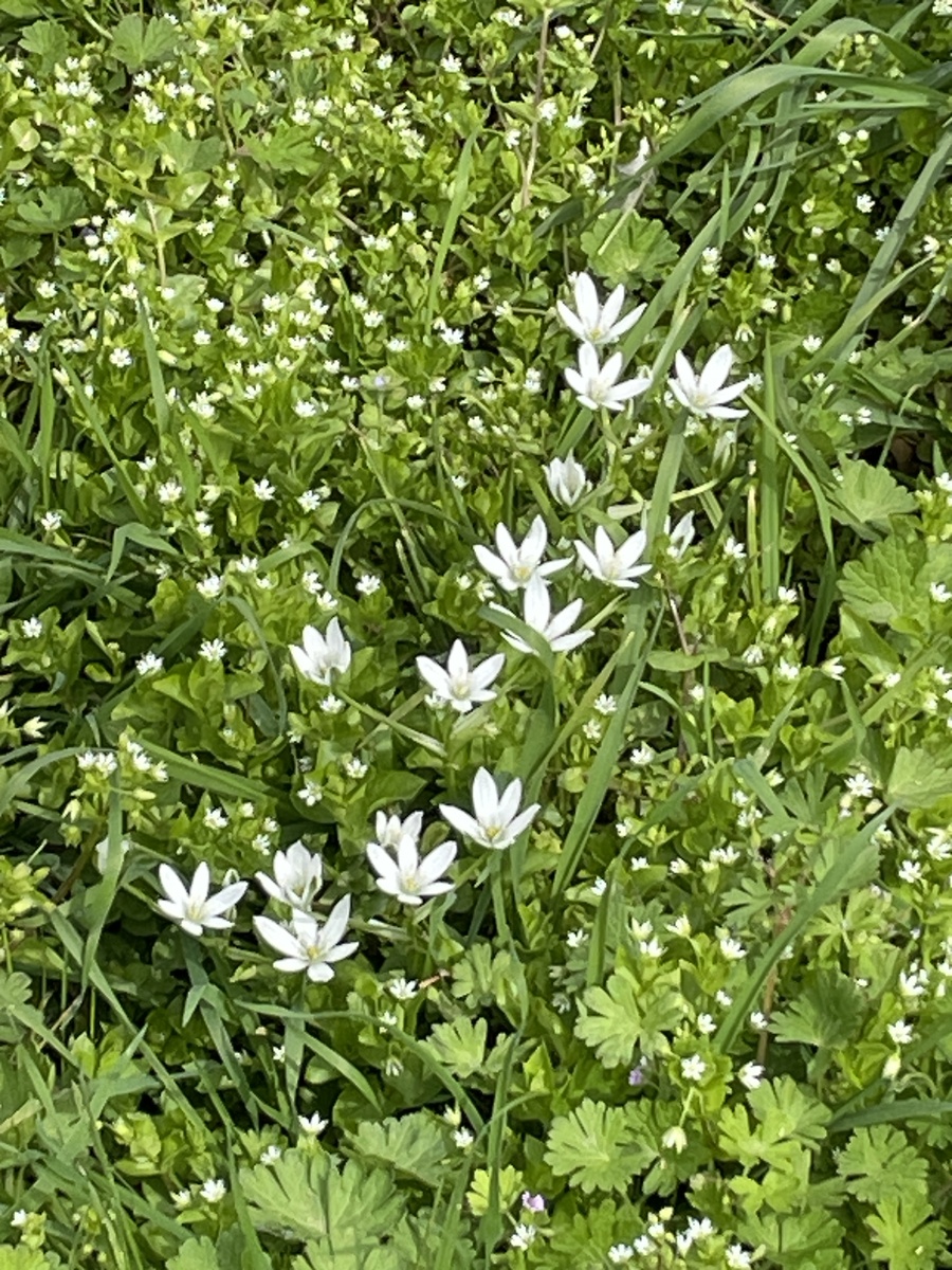 🌼 Птицемлечник зонтичный, очень похож на наш уральский подснежник - ветреницу