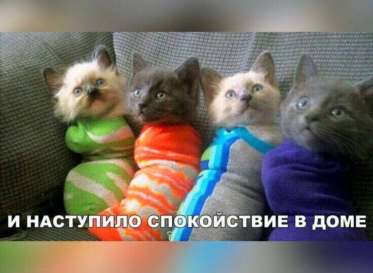 Мяу-позитивчик от хвостатых мурлык