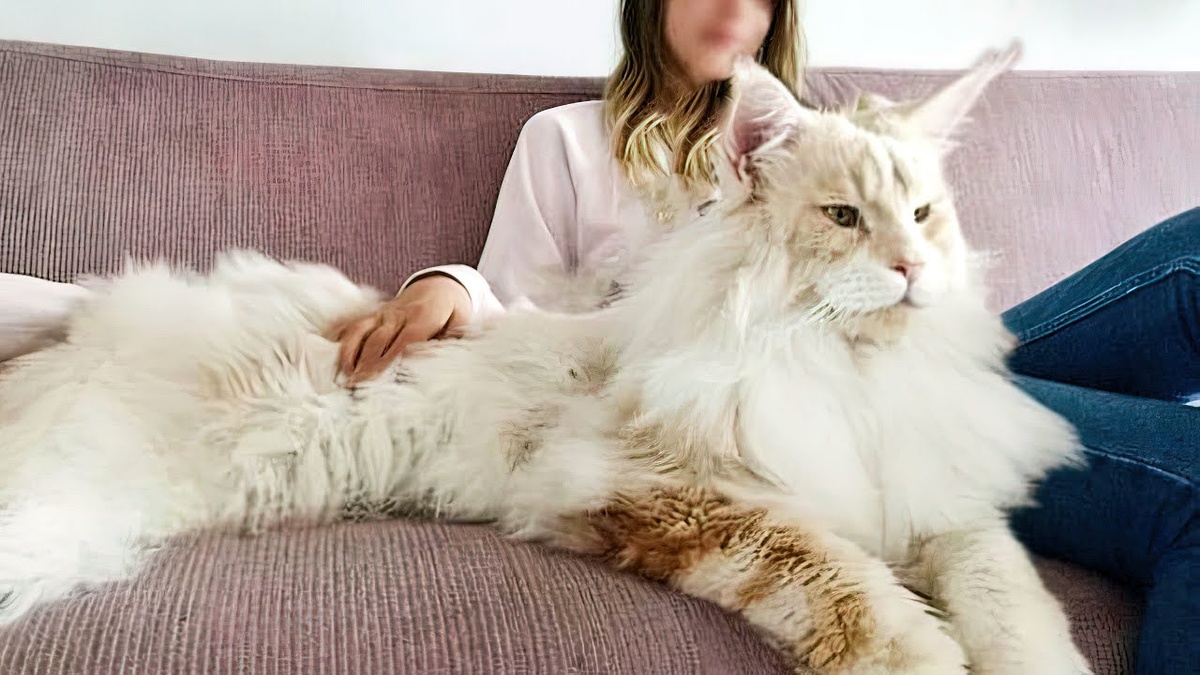 Котофей