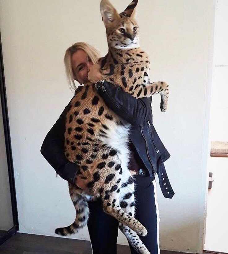 Саванна