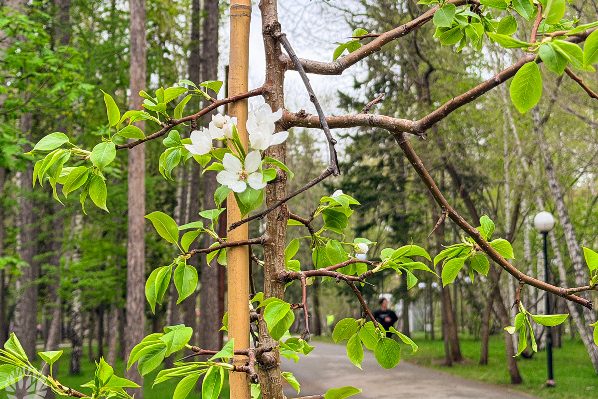    Фото: Дирекция городских парков