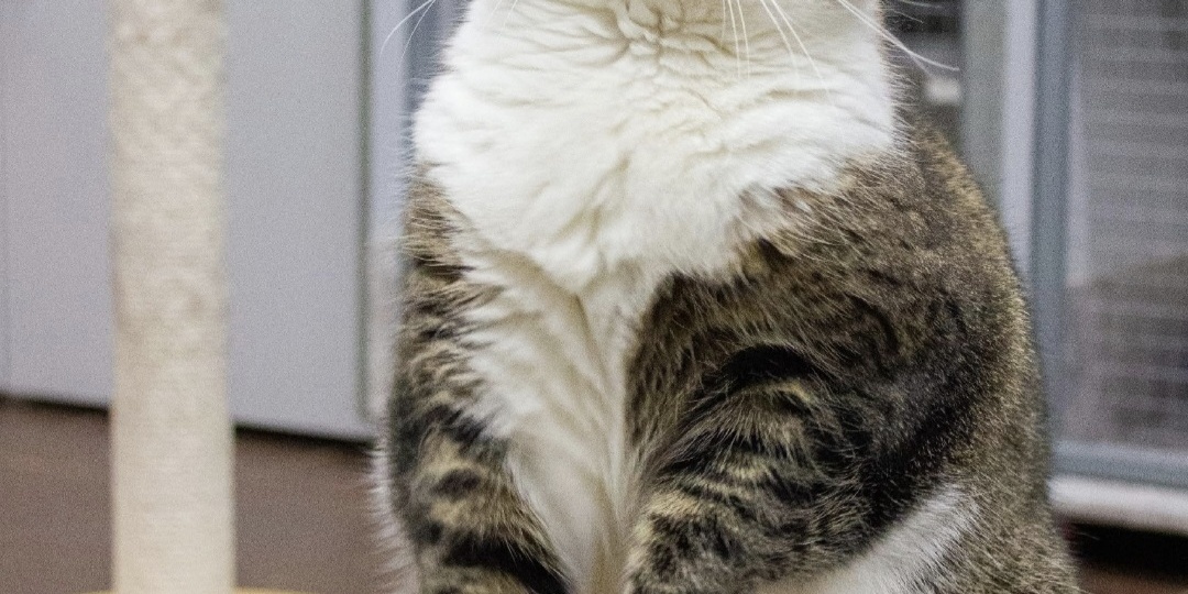 Возьми друга из приюта 😻