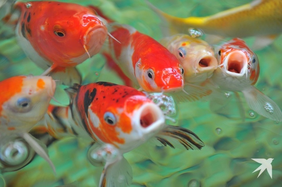    Общее количество оформленного живого груза составило 116 экземпляров Евгения ГУСЕВА