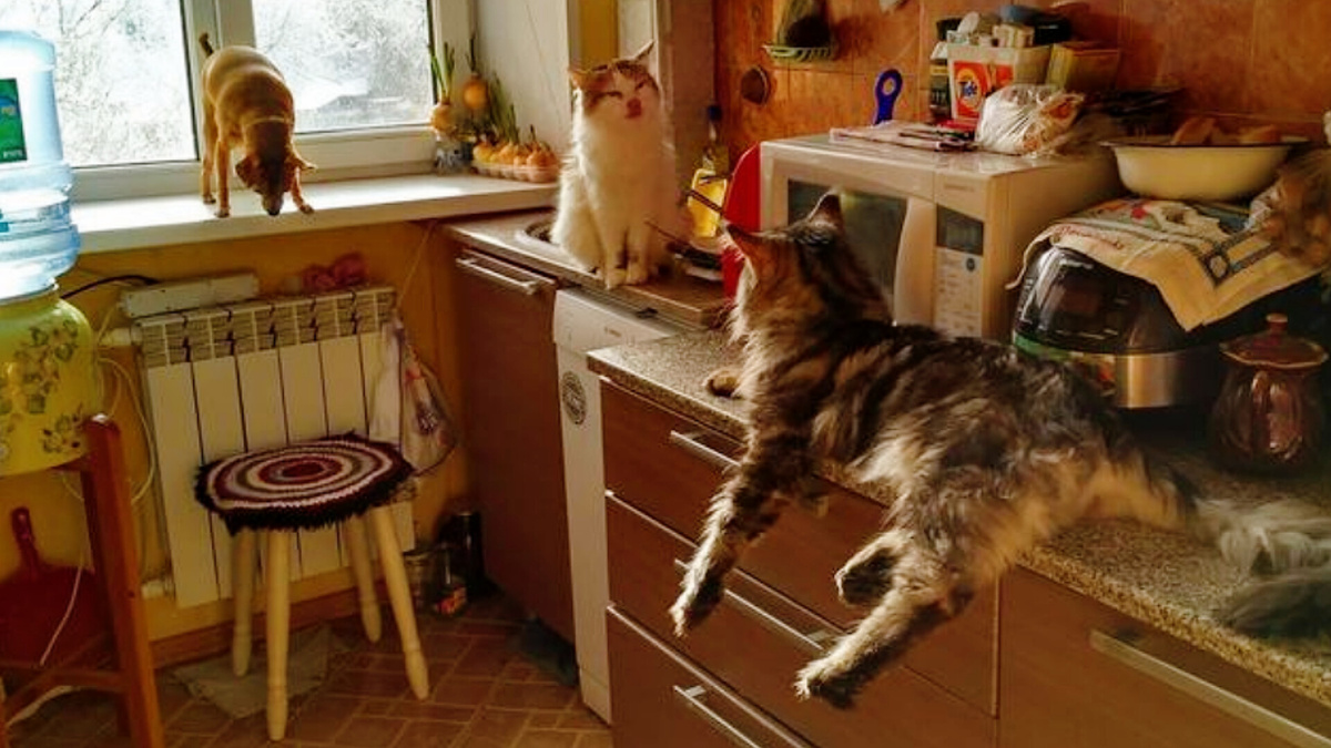 А если в доме ещё и собака, то... крепкого вам здоровья! 