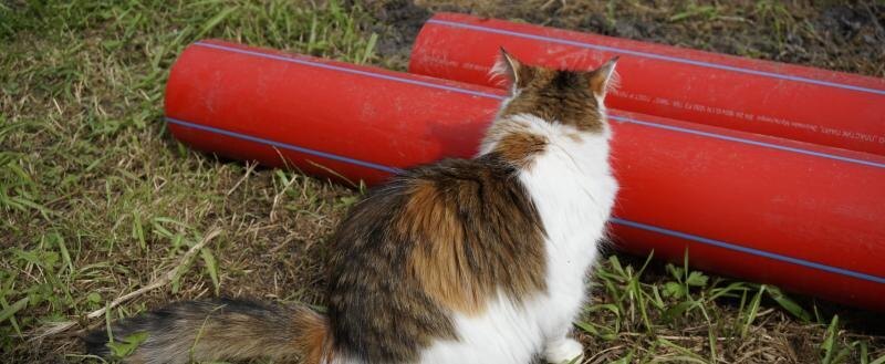 22 кота погибли в городском кафе