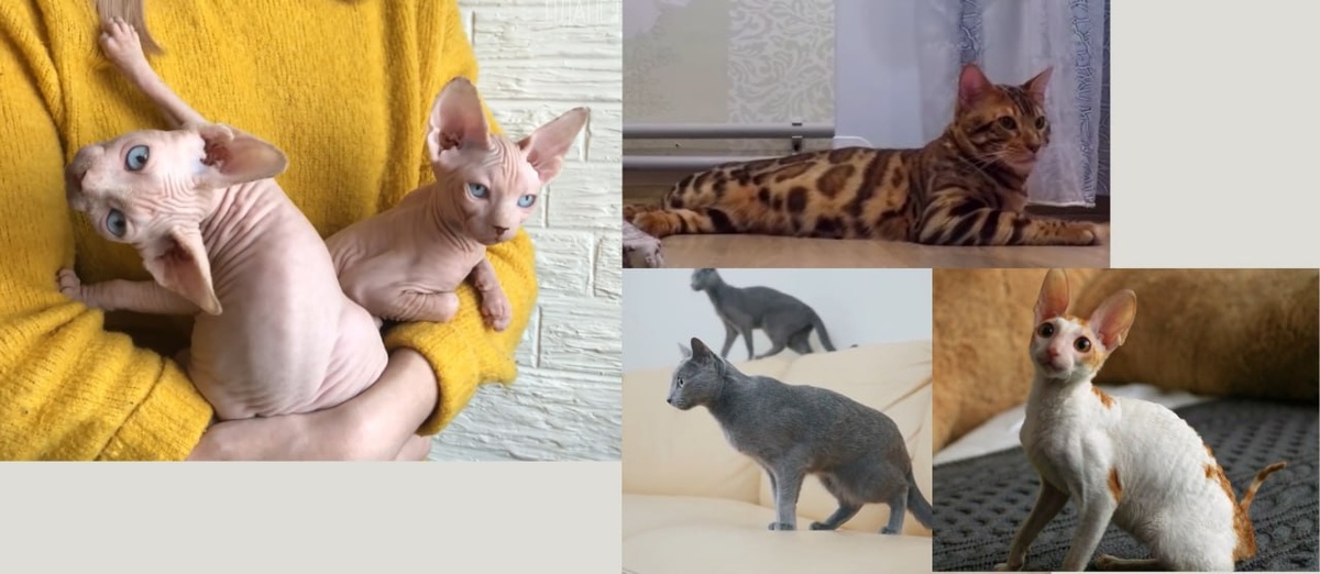 коллаж из 4 пород (корниш-рекс, русская голубая, бенгал, сфинкс).