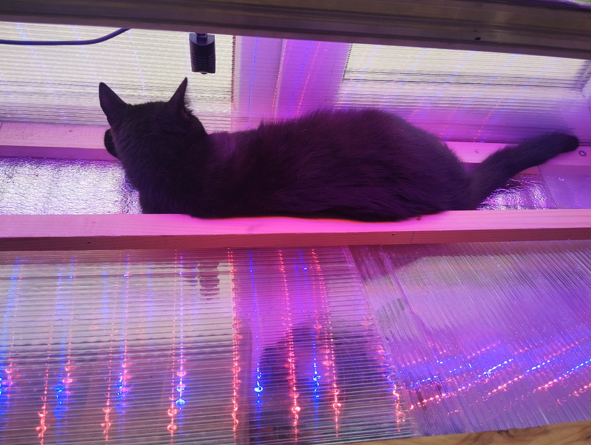 Кошка сволочь.