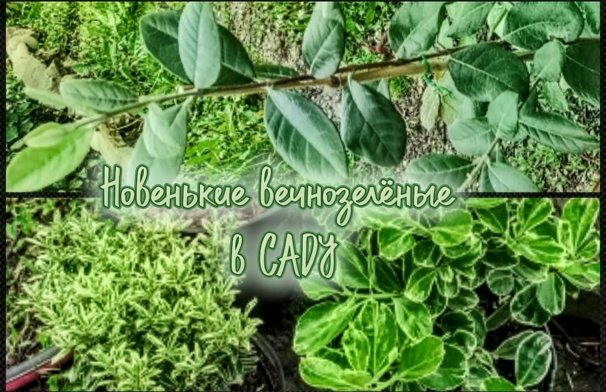 Коллаж для статьи 