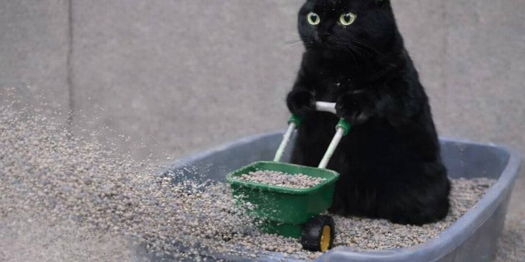 Забавные мемы с котейками