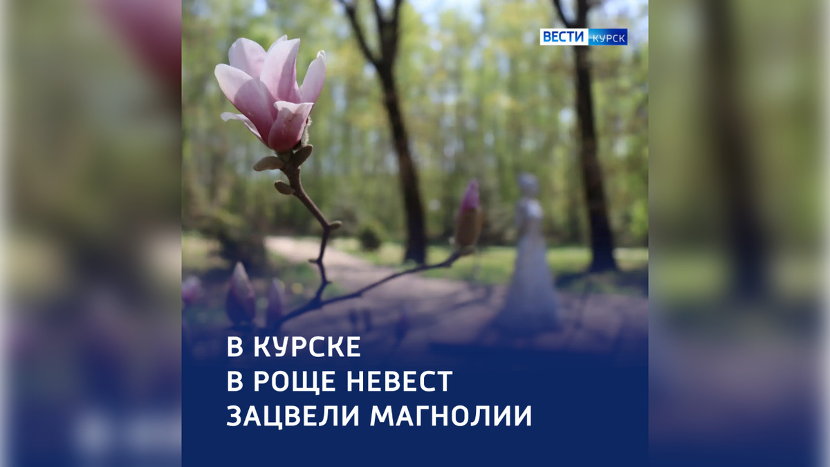    Нежные, но несокрушимые: секрет магнолий в Роще невест в Курске