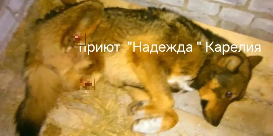 Кексюшка всем передаёт привет из Австрии!