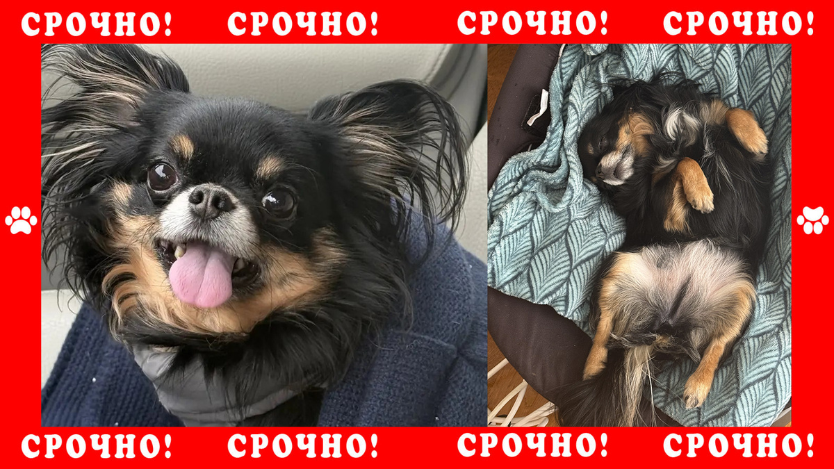 Чихуахуа пропала в Раменском районе
