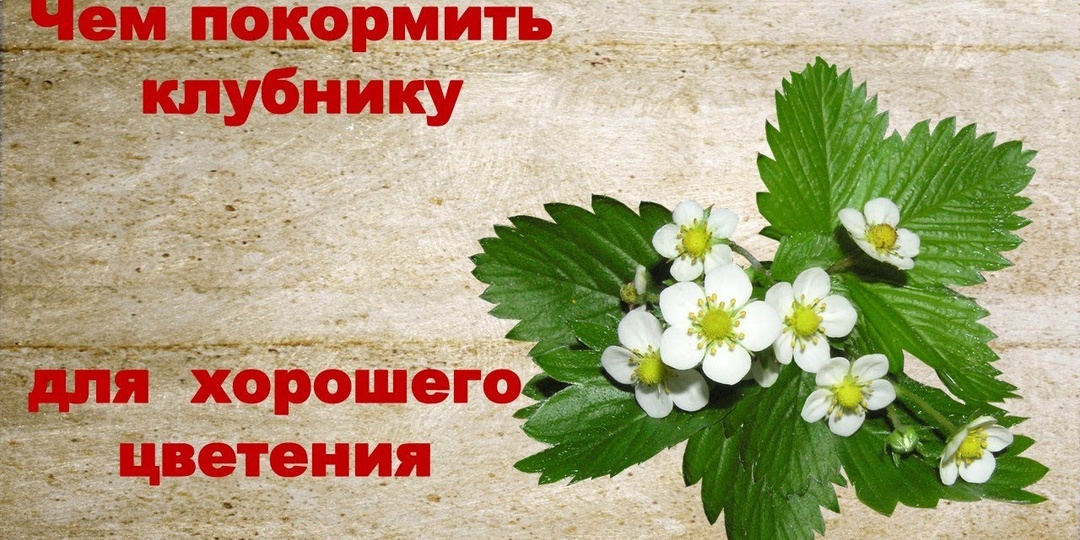 Майская подкормка клубники: чем полить в период цветения, чтобы ягоды были крупными, сладкими и без пустышек