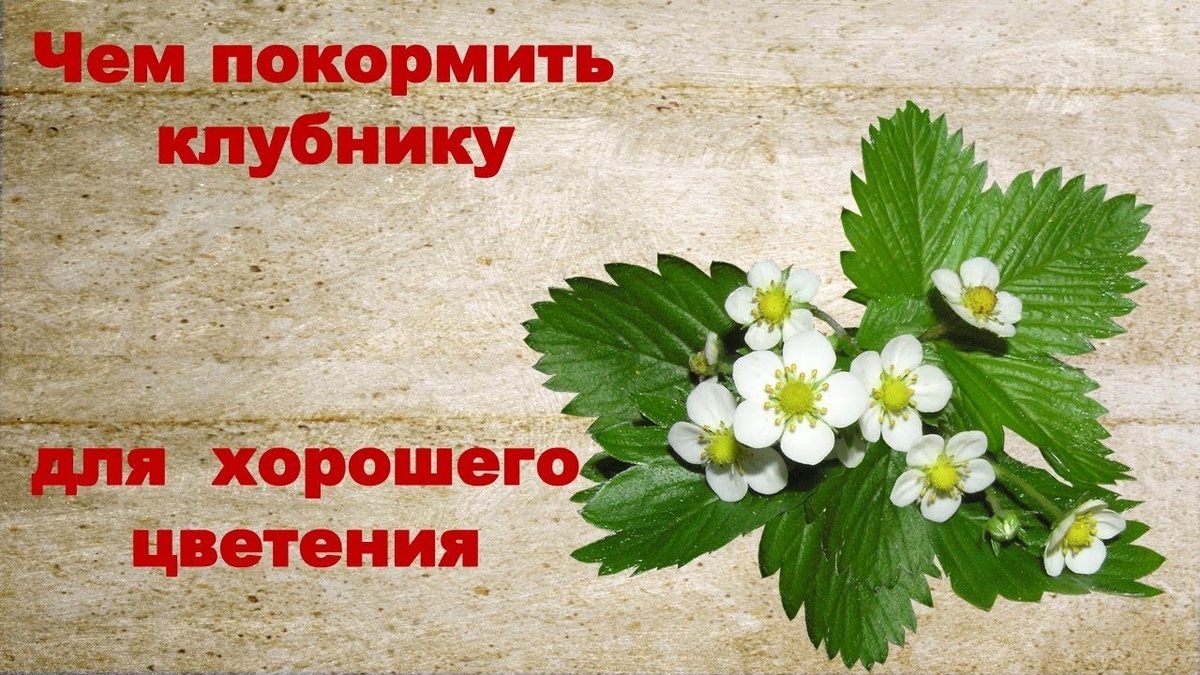 фото из открытого источника