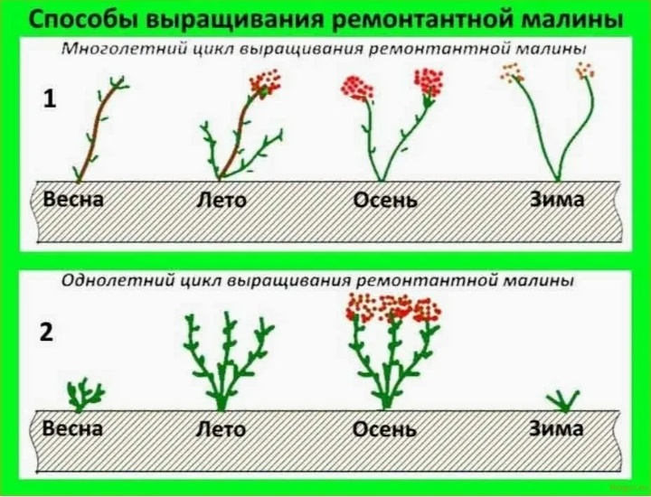 Мы используем в Сибири однолетний цикл /фото2