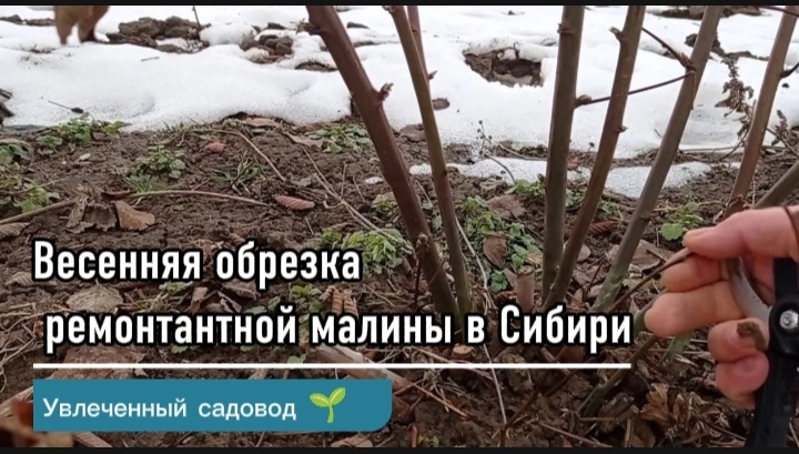 Фотоколлаж автора статьи 