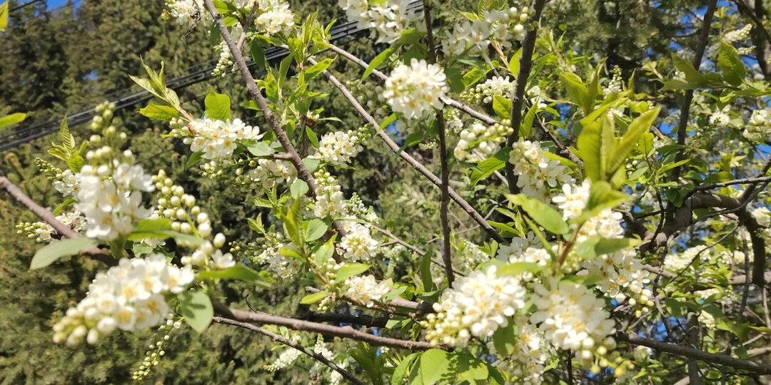 В Башкирии 9 мая похолодает и пройдут дожди
