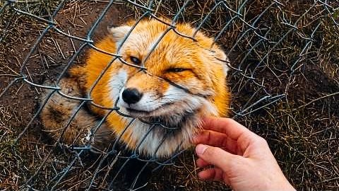 Пастух Гордей спас лису, застрявшую в сетчатом заборе. А она поблагодарила , когда это было нужно больше всего