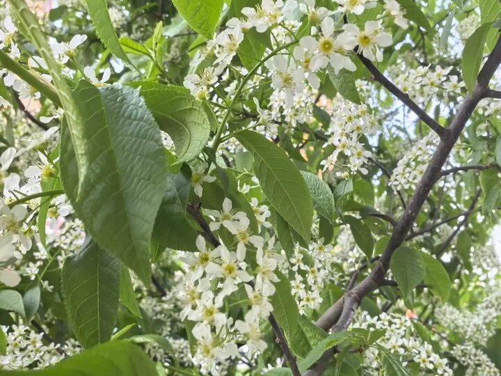 Почему именно с черемухой приходит холод?