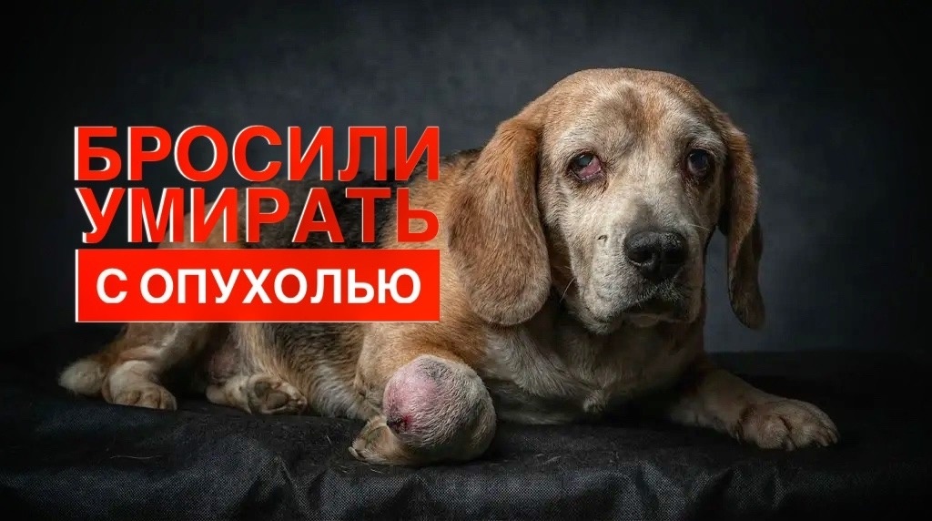  Кто-то просто бросил Бигля на улице УМИРАТЬ! Нам нужна помощь, чтобы спасти его!