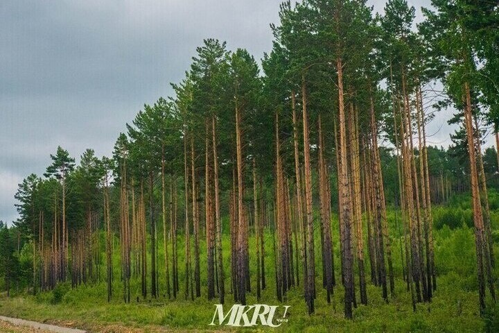Контрабандисты леса заплатят 433 млн рублей по решению суда в Забайкалье