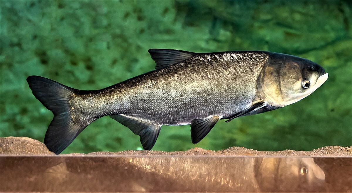 Белый толстолобик Hypophthalmichthys molitrix