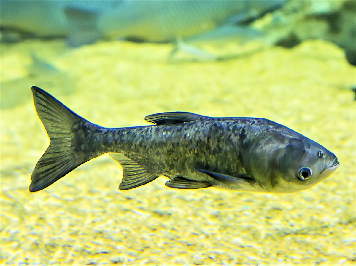 Толстолобик пёстрый Hypophthalmichthys nobilis