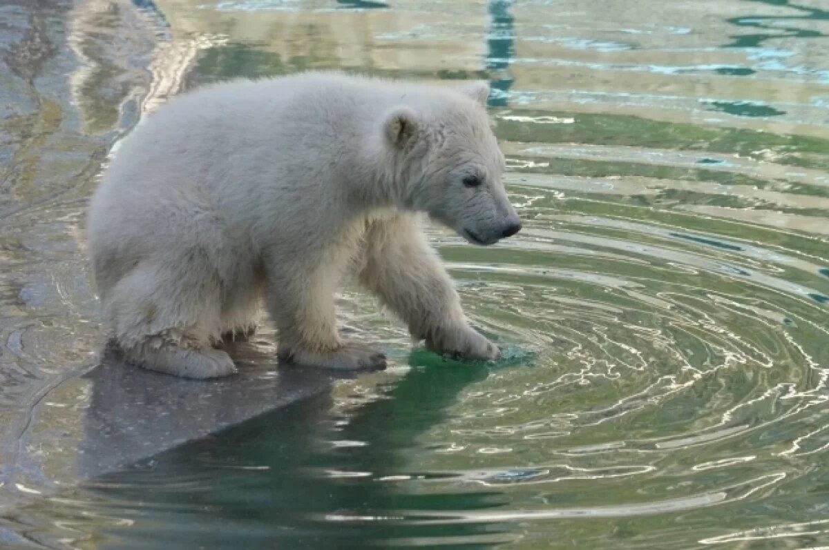    В Новосибирском зоопарке заканчивается голосование за имя белого медвежонка