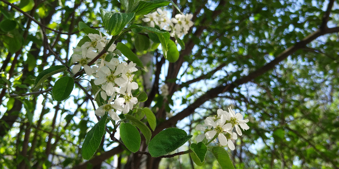Всякая всячина
