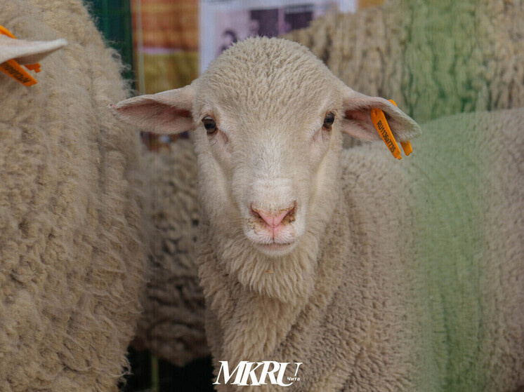   МК в Чите