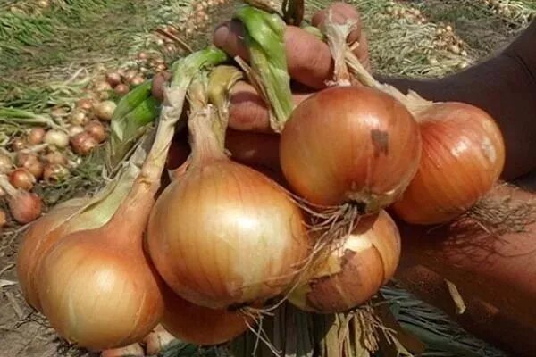 Выращиваем самый крупный лук: секрет успеха китайских фермеров на вашей даче