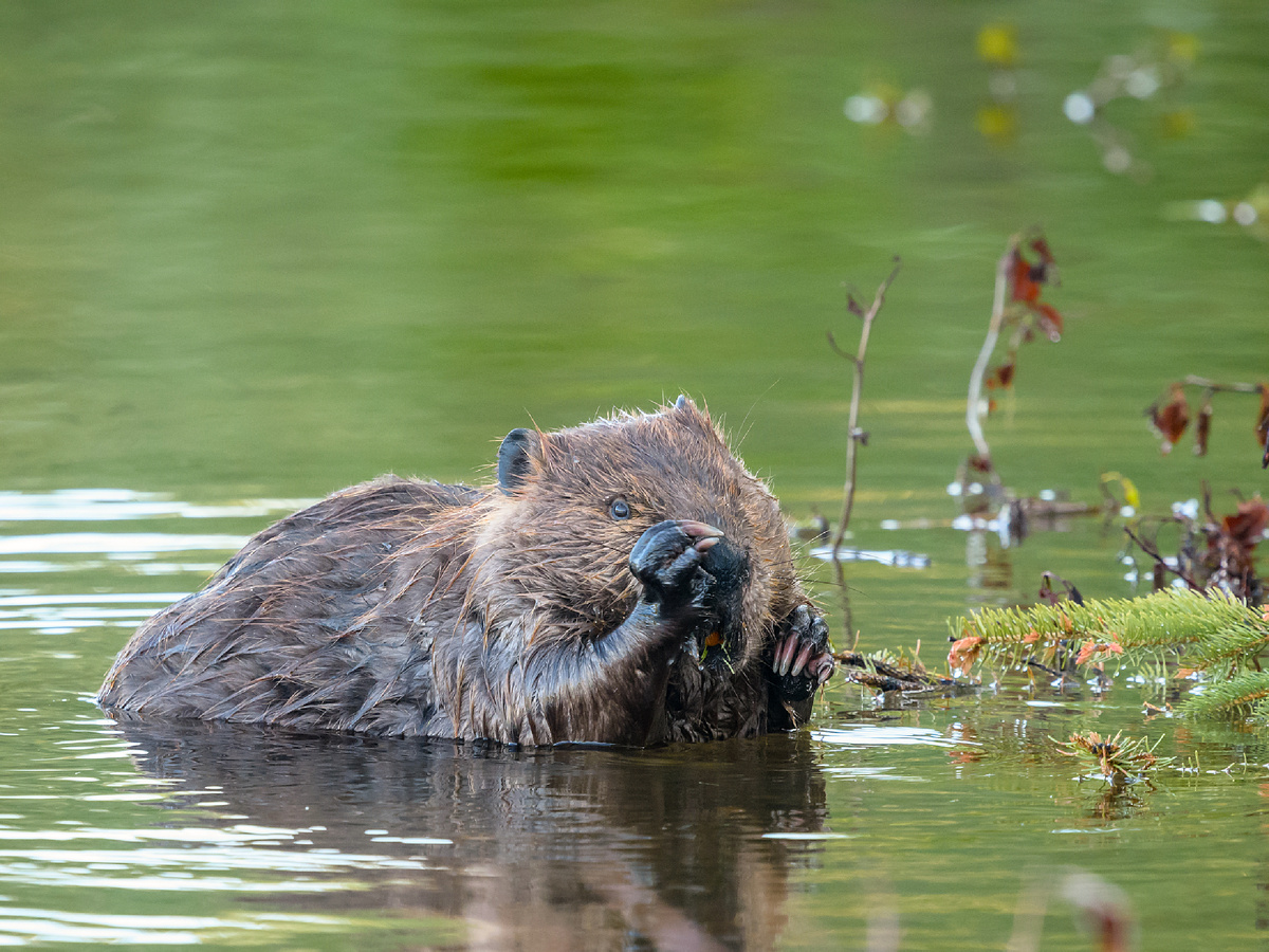 ����������: beckymatsubara, CC BY 4.0