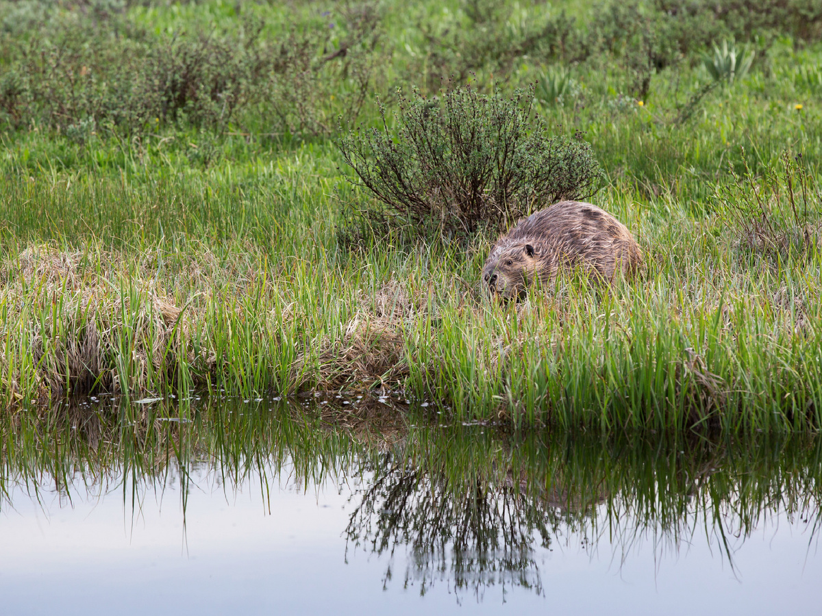 ����������: Neal Herbert, PDM 1.0