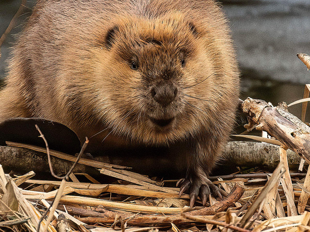 ����������: island_deborah, CC BY-SA 2.0