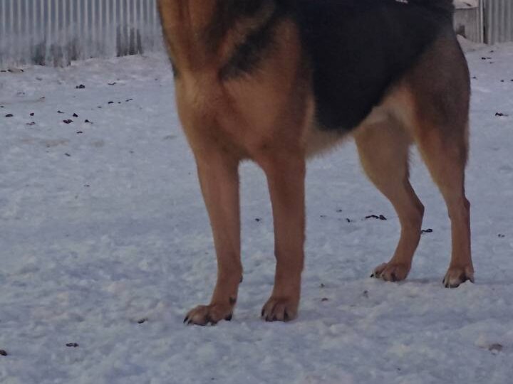 🆘 ДЖЕКУ 🆘 НУЖЕН ОЧЕНЬ ДОМ