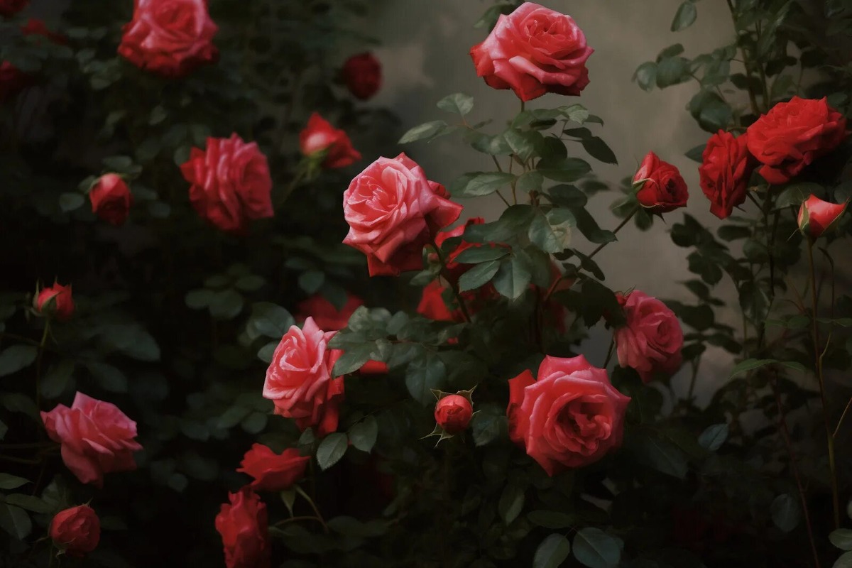 Roses...✨♥️