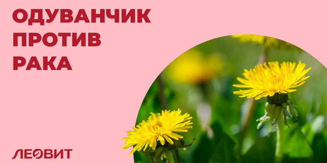 Защитит ли одуванчик от опухолевой интоксикации?