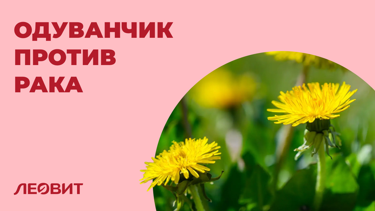 Защитит ли одуванчик от опухолевой интоксикации?