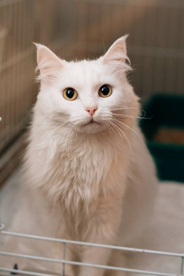    Фото: кошачий приют "Домик"