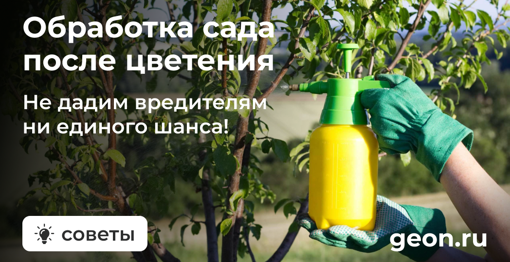 Обработка сада после цветения: как все сделать правильно и сохранить урожай