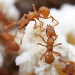 Муравьи-"фермеры" из рода Cyphomyrmex выращивают единственный любимый "сорт" грибов уже несколько миллионов лет | © Alex Wild