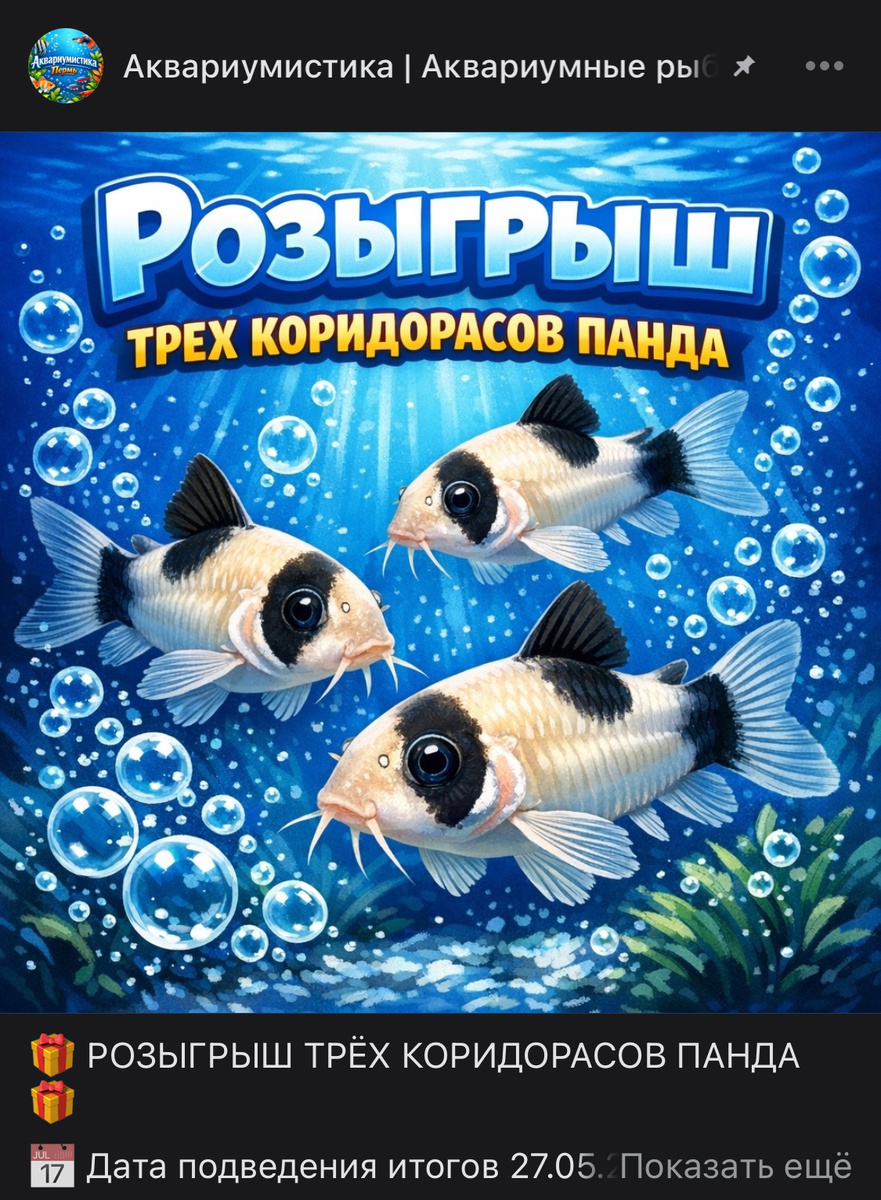 Розыгрыш: Коридорас Панда