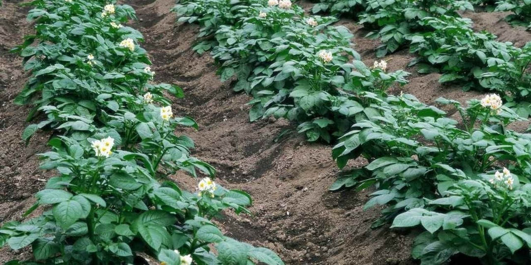 🥔🥔🥔Картофель – это не просто овощ, а настоящая история, пришедшая к нам из Южной Америки целых 9000 лет назад