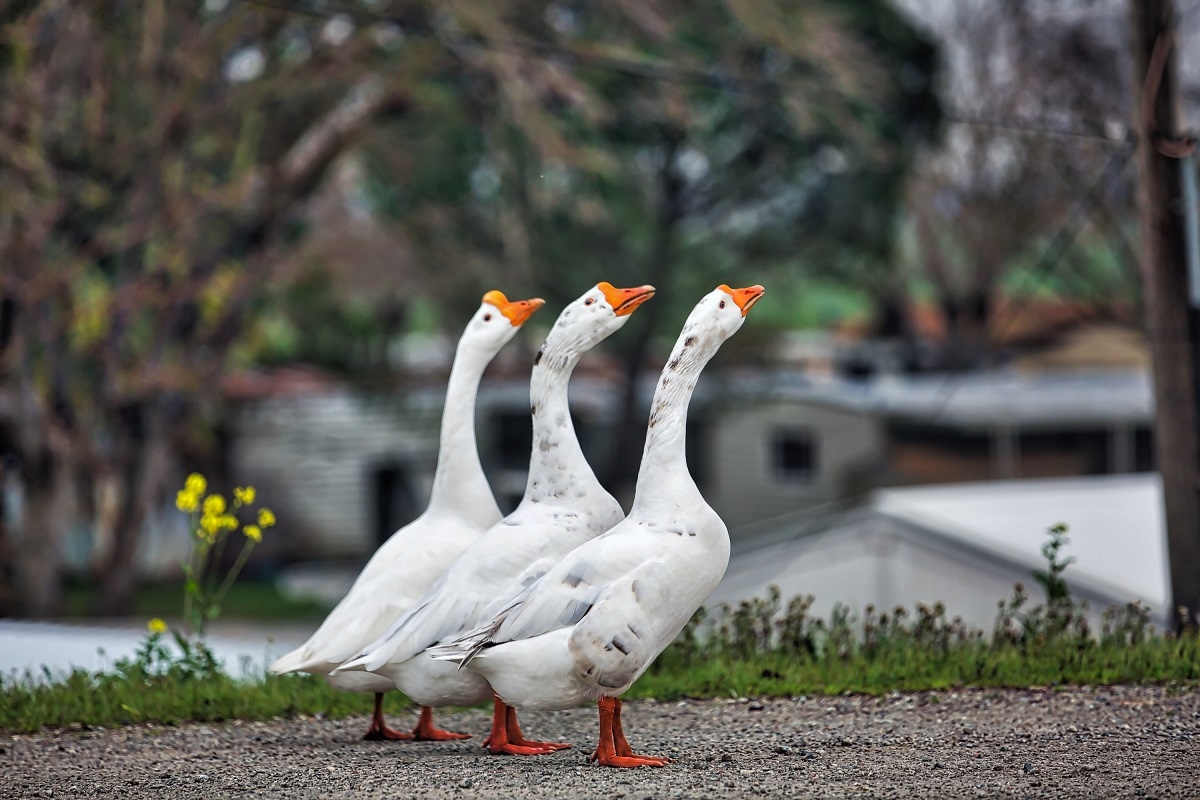 Фото: skeeze / pixabay
