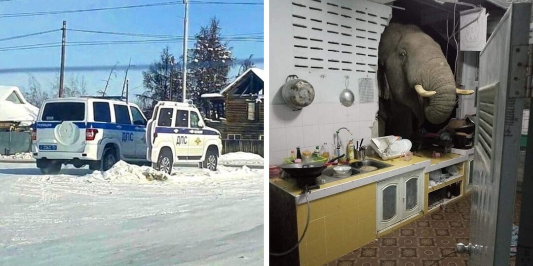 16 абсурдных снимков, которые сложно понять без контекста, но они и так могут удивить и позабавить кого угодно