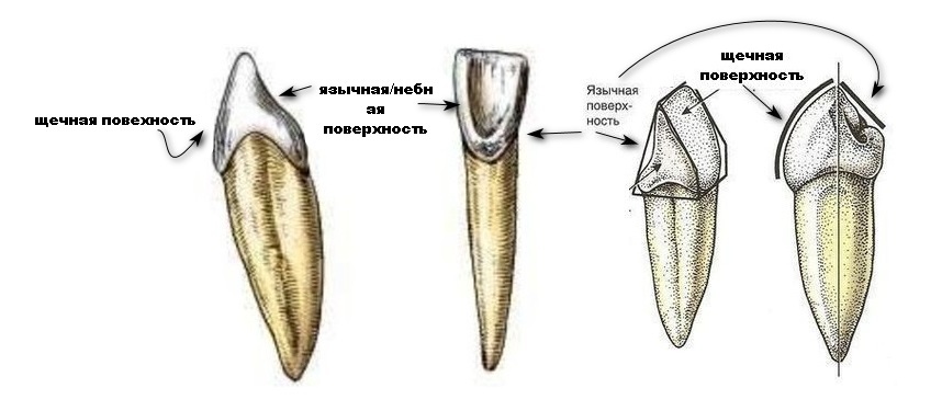 При самостоятельной установке выбитого зуба на место важно не перепутать щечную и язычную/небную стороны. Щечная сторона всегда более гладкая, на внутренней стороне зуба будет небольшая бургристость и более выраженный рельеф